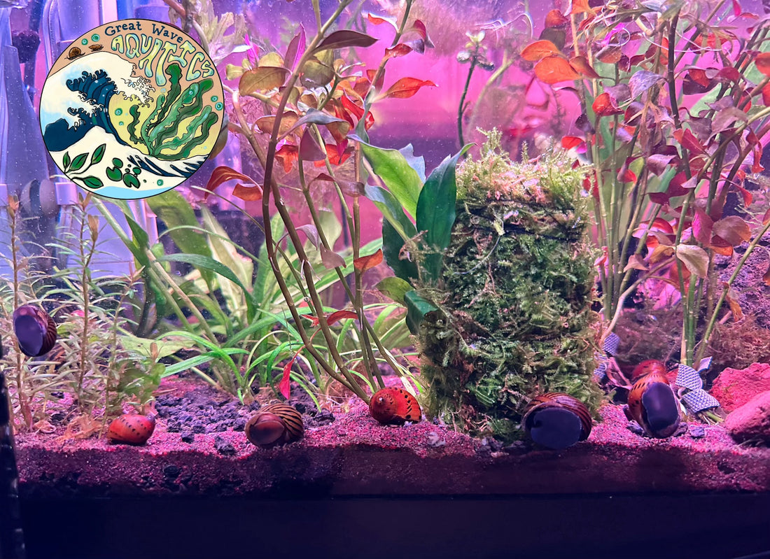 Aquatic Plants 101: The Wonder of Aquatic Snails