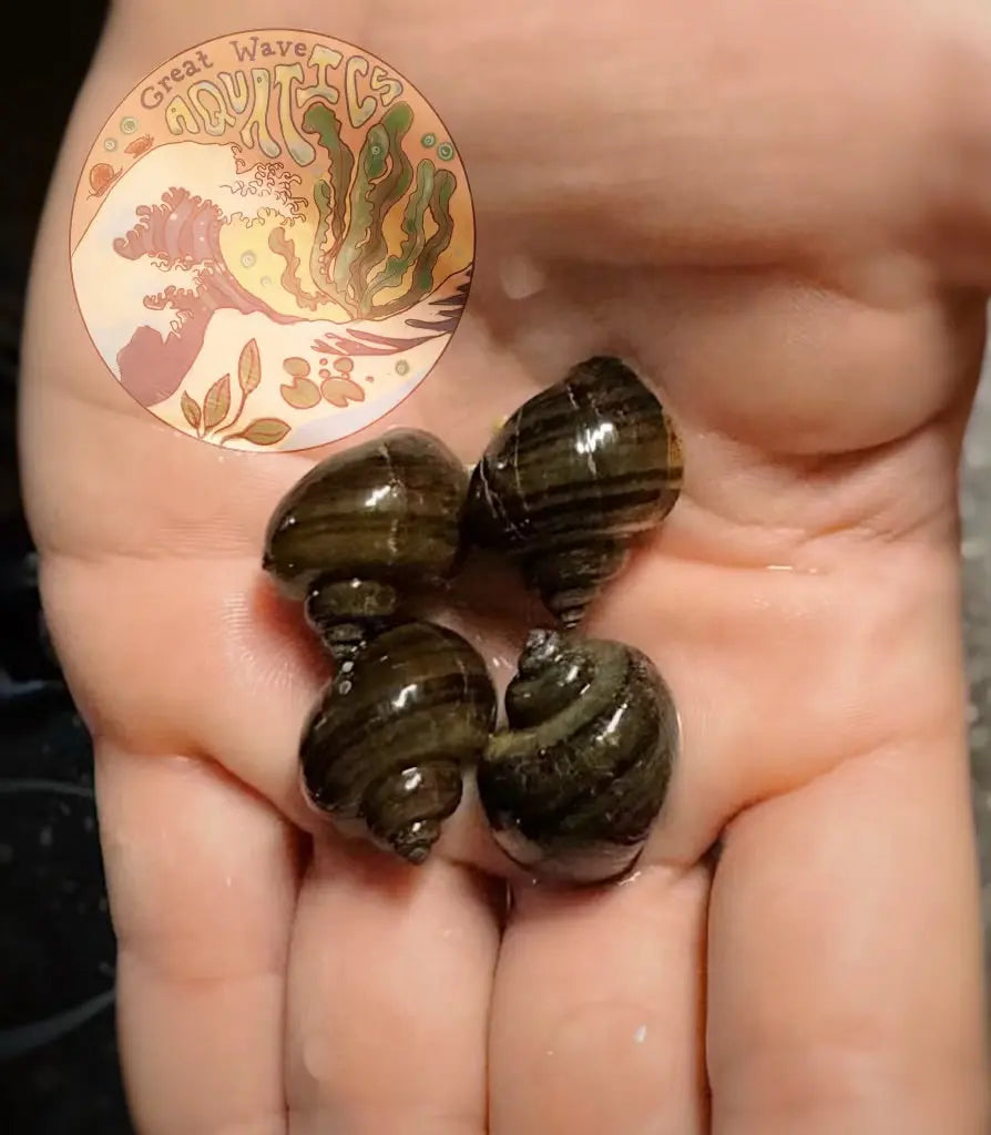 Black Mystery Snail - Pomacea bridgesii Great Wave Aquatics