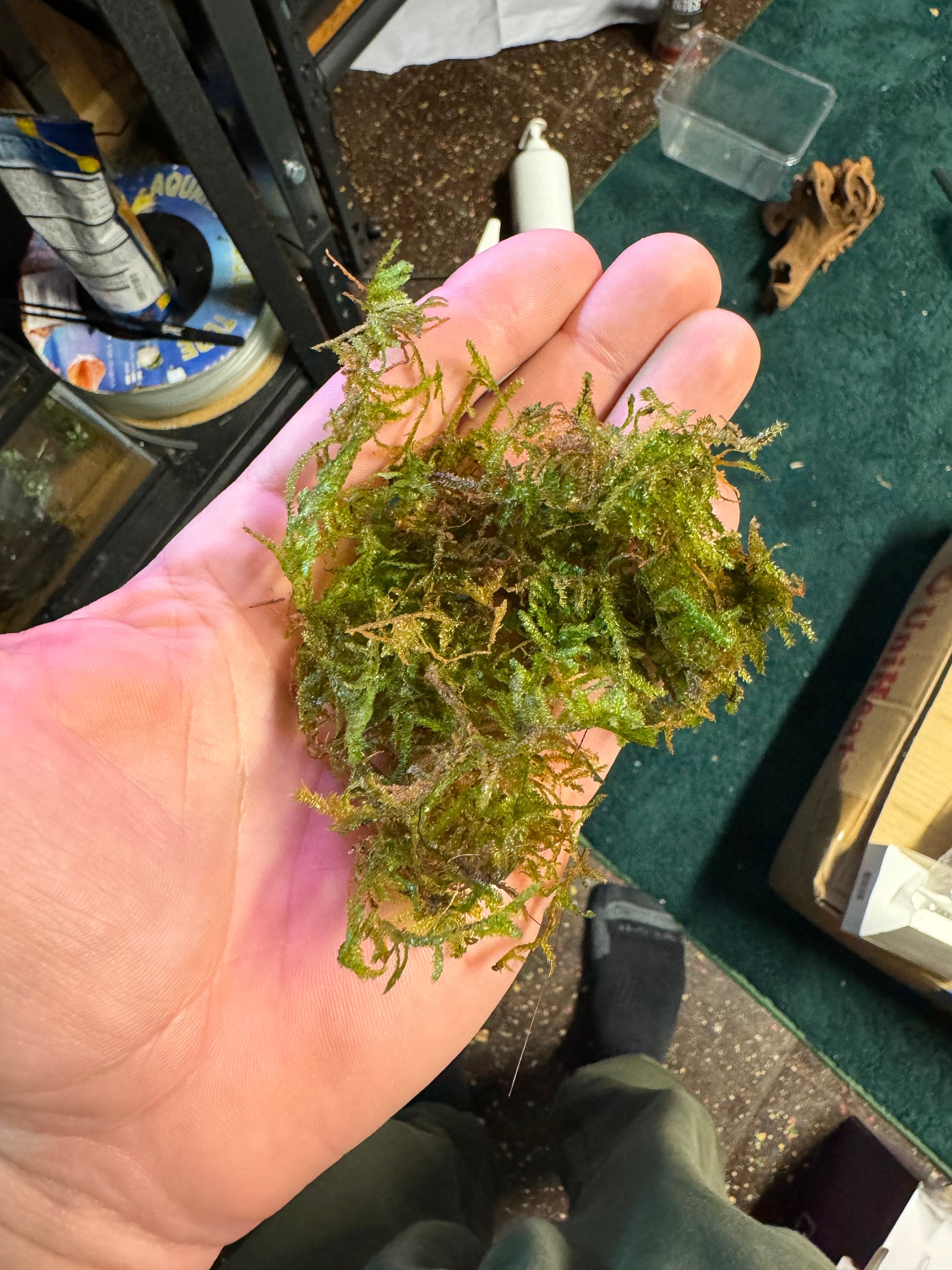 Christmas Moss (Vesicularia Montagnei)