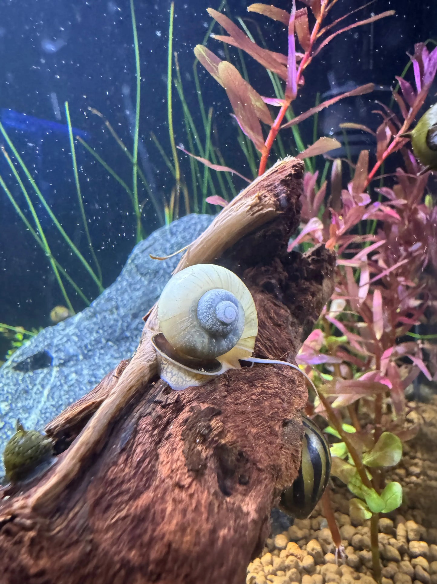 Ivory Mystery Snail - Pomacea bridgesii Great Wave Aquatics
