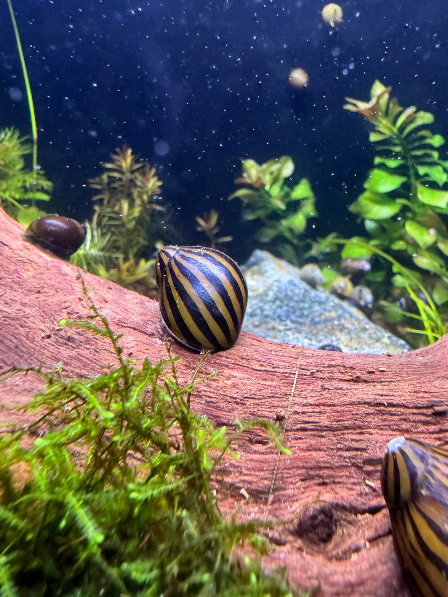 Zebra Nerite Snails - Neritina Natalensis Great Wave Aquatics